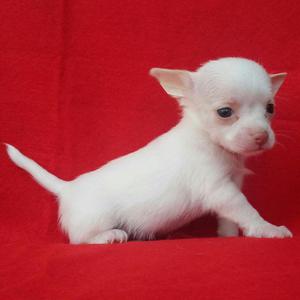 Cachorritos Chihuahua y muchas razas para ti