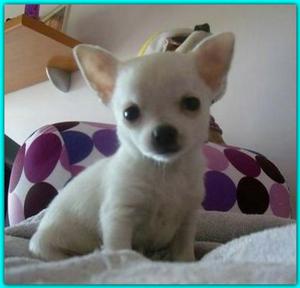 Cachorritos Chihuahuas en Venta