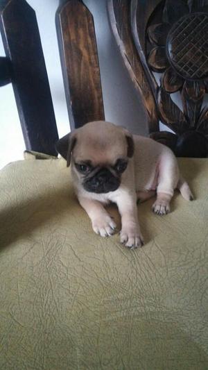 Cachorro Pug Carlino