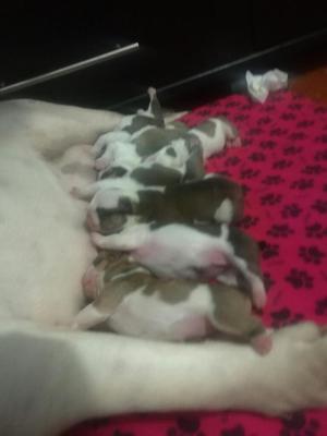 Cachorros Bulldog Ingles