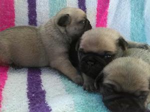 Cachorros Pug