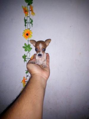 Chihuahua Bolsillero