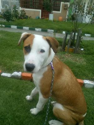 DOY EN ADOPCIÓNCRUCE PITBULL Y BIGOL.