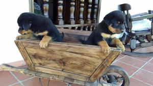 Disponible Cachorros Rottweiler Alemanes