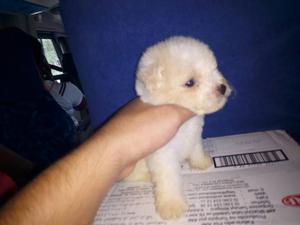 French Poodles Mini Toy