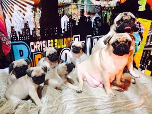 HERMOSOS CACHORROS DE RAZA PUG ORIGINALES