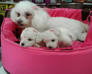 Hermosas French Poodle