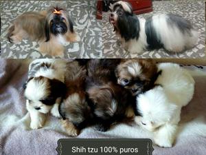 Hermosos Cachorros Shih Tzu Mini