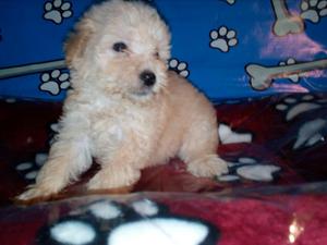 Hermosos French Poodle