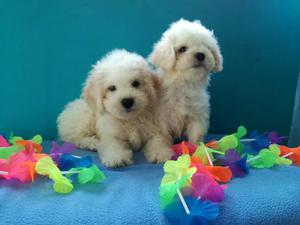 Hermosos French Poodler