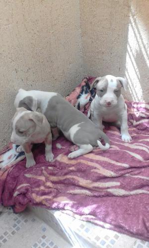 Hermosos Pit Bull American Terry