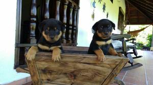 Hermosos Rottweiler Machos