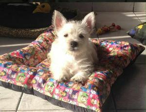 Hermosos West Highland White Terrier