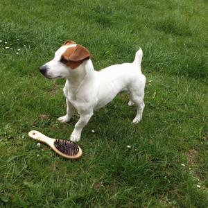 JACK RUSELL TERRIER CACHORROS