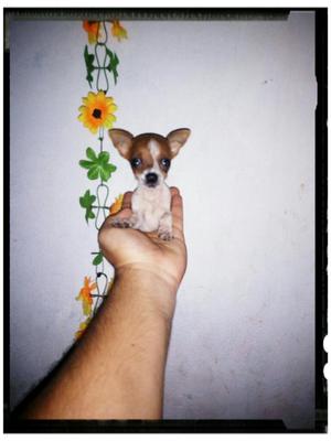 Mini Chihuahua Bolsillera