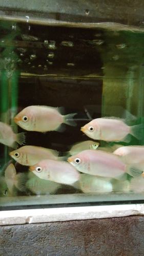 Peces Guramy Besador