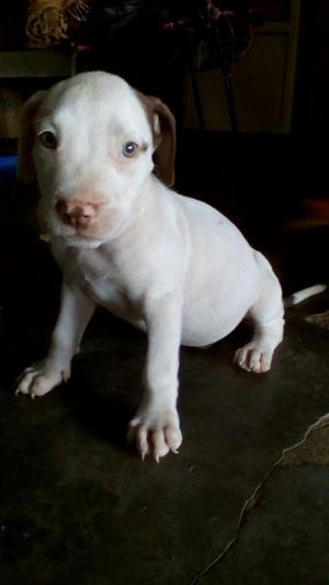 Pit Bull Stanford Shire