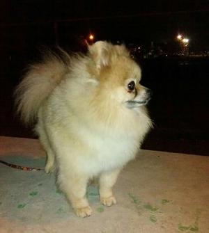 Pomerania Lulu de Alta Genética