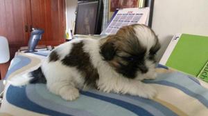 SHIH TZU CACHORRITOS