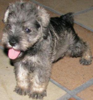 Schnauzer Miniatura