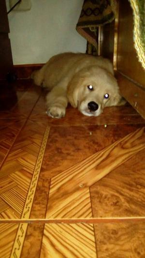 Se Vende Cachorro Golden Retriver