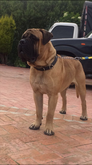 Se vende Cachorros Bullmastiff