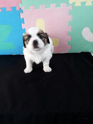 Shihtzu Disponible