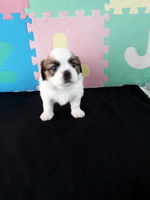 Shihtzu Hembra