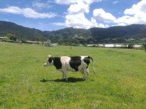 Vaca Patiana Holstein Prox a Parir