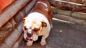 Vendo Bulldog Inglés Aptas para La Cria