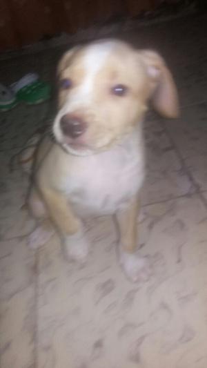 Vendo Cachorro