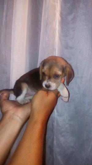 Vendo Cachorros Beagles Miniaturas