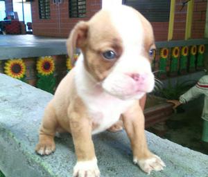 Vendo Cachorros Pitbull Stanfor