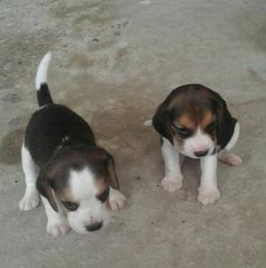 Vendo Dos Cachorras Beagle Tricolor