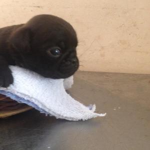 Vendo Hermosos Pug