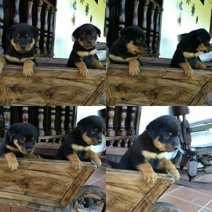 Vendo Potentes Rottweiler Alemanes