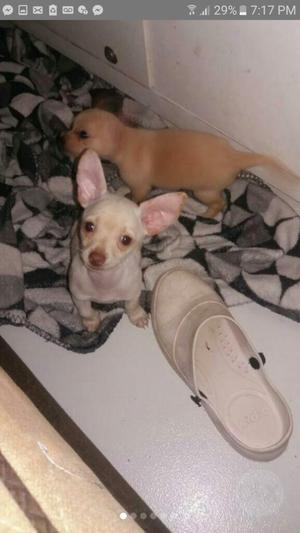 Venta Chihuahua