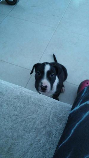 Venta de Bullterrier