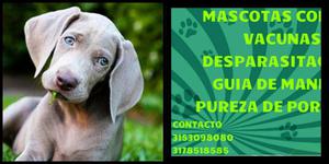 Weimaraners Grises