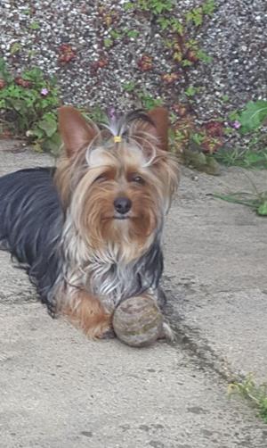 YORKY TERRIER