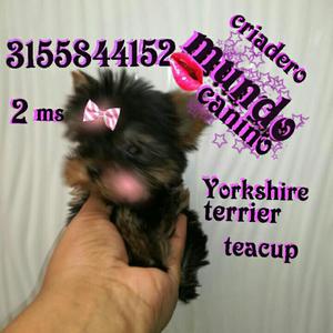 Yorkshire Terrier Teacup