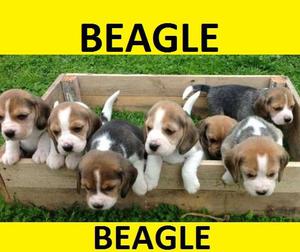 cachorros beagle puros en venta**envios nacionales cali***