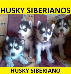 cachorros husky ojos celeste en venta****