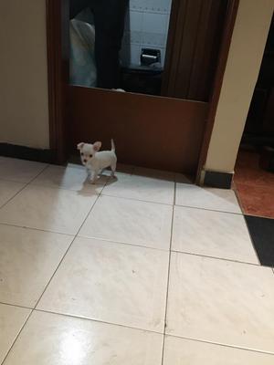 chihuahua mini