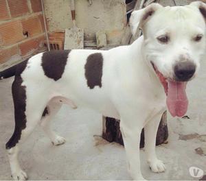 doy en adopción un lindo perro