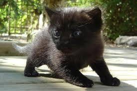 gato negro en adopcion