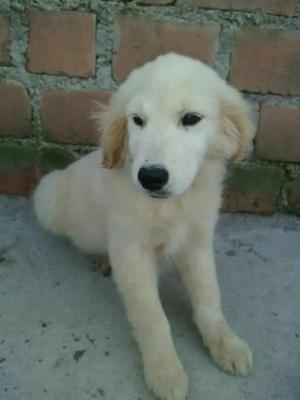 golden retriever