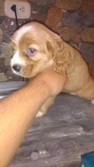 hermosos coker spaniel ingles puros