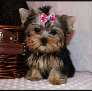 hermosos yorkshire terrier miniaturas qeda 1machito