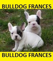 los mejores bulldog frances en venta°°°°